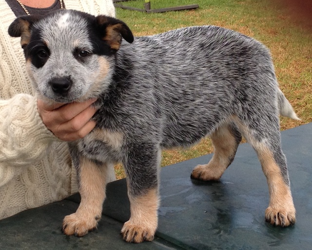 smithfield cattle dog puppies for sale
